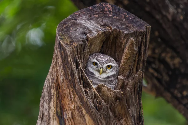 Asijské zamřížované sýček — Stock fotografie