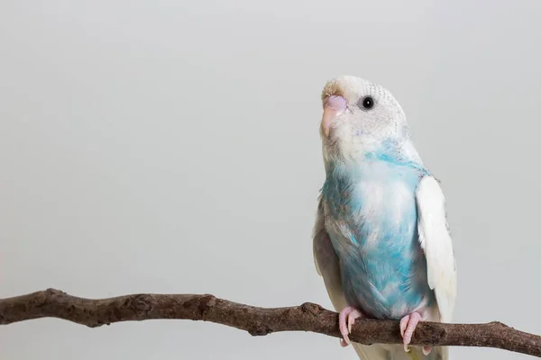 Piccolo simpatico Budgerigar — Foto Stock