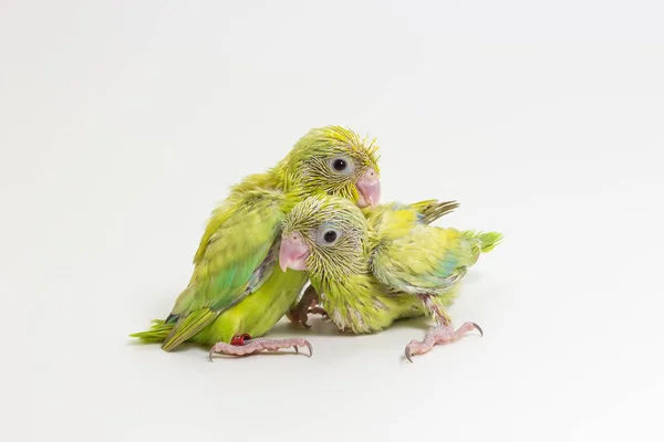 Пастельні зелений птах Forpus курча — стокове фото