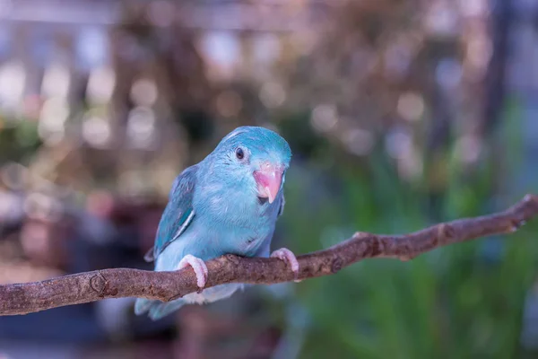 Azul Forpus Chick — Foto de Stock