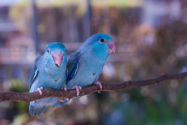 Синий цыпленок Воробьиные попугайчики — стоковое фото