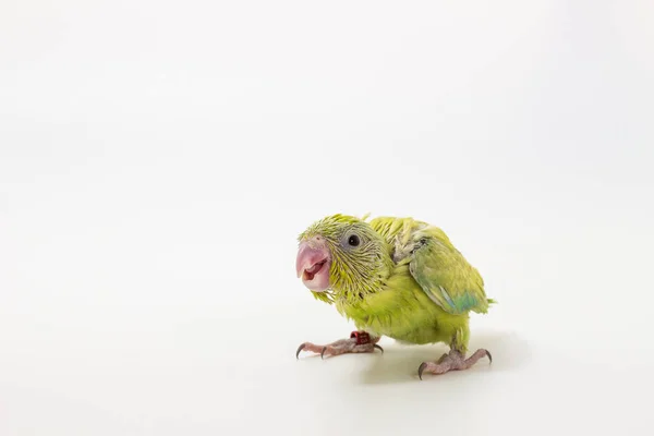 Pastel verde Forpus pájaro polluelo — Foto de Stock