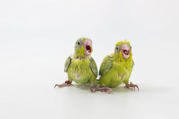 Пастельных зеленых Forpus птица Цыпленок — стоковое фото