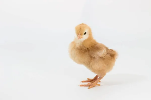 鶏、ロードアイランドレッドのひよこ — ストック写真