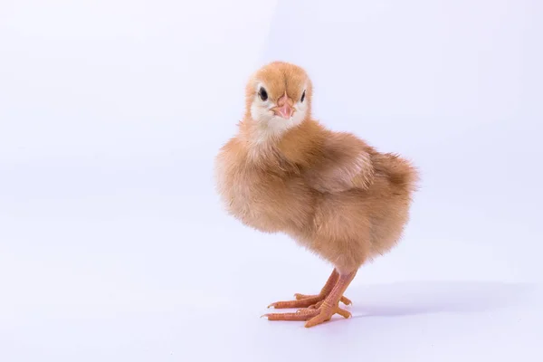 鶏、ロードアイランドレッドのひよこ — ストック写真