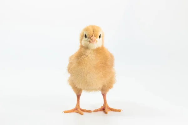 Курица, Род Айленд красный цыпленок — стоковое фото