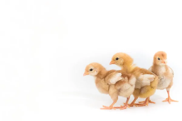 ロードアイランドレッドの鶏のひよこグループ — ストック写真