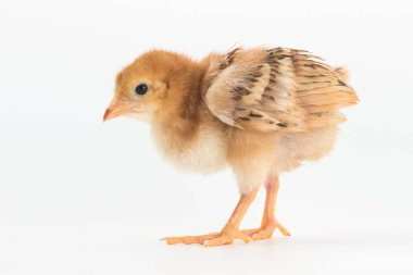 Tavuk, Rhode Island Red piliç 