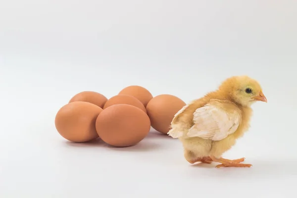 Tavuk, Rhode Island kırmızı civciv ve yumurta