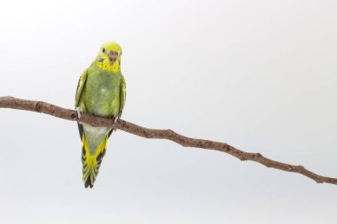 Budgarigar, muhabbet kuşu kuş 