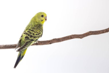 Budgarigar, muhabbet kuşu kuş 