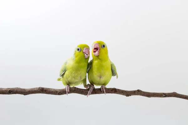 Pastel Green Forpus Bird Chick — Stock Photo, Image