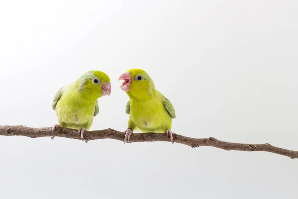 Пастельных зеленых Forpus птица Цыпленок — стоковое фото