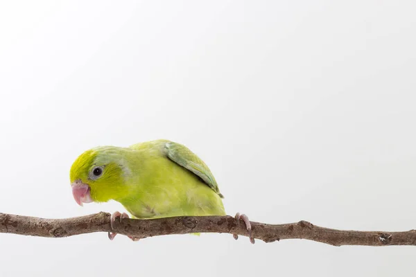 Pintainho de pássaro de Forpus verde pastel — Fotografia de Stock