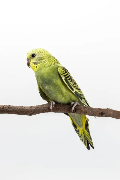 Budgarigar, Burung Budgie — Stok Foto