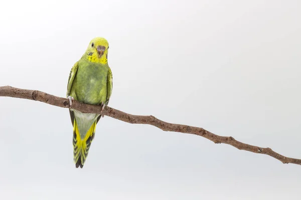 Budgarigar, periquito pájaro —  Fotos de Stock
