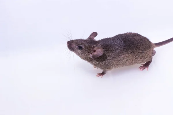 茶色のマウス、ネズミ、ラット — ストック写真
