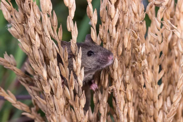 Brattleboro sıçan, fare pirinç bitki