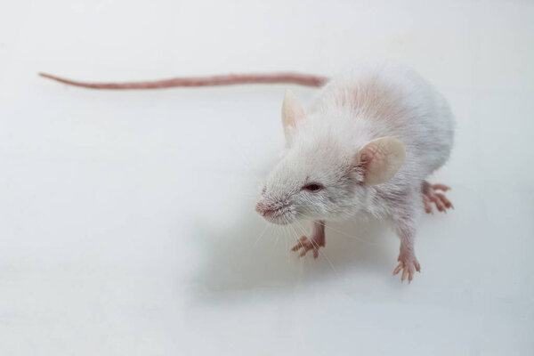 Brattleboro rat, Lab Rat on white background