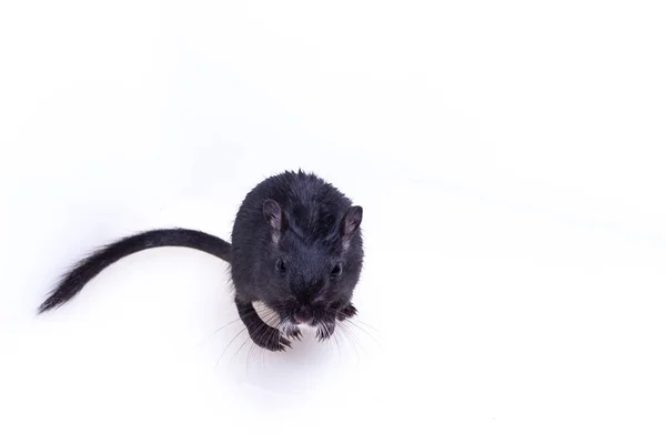 Gérbil mongol, rato do deserto — Fotografia de Stock