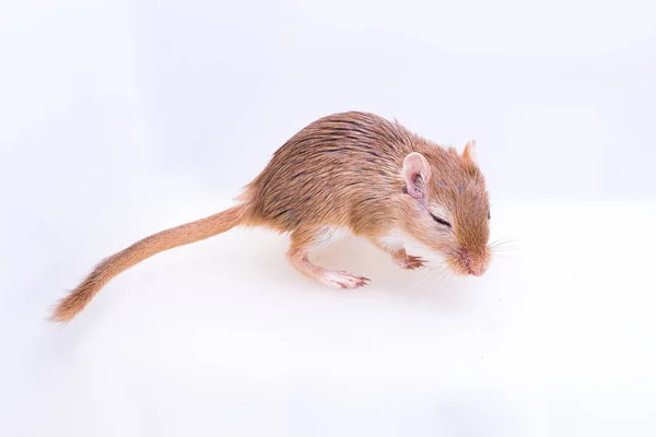 Mongolian gerbil, Desert Rat — Stock Photo, Image