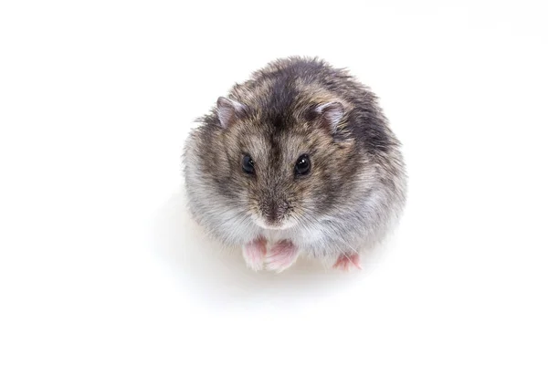 Normal Color of Winter White Hamster — Stock Photo, Image