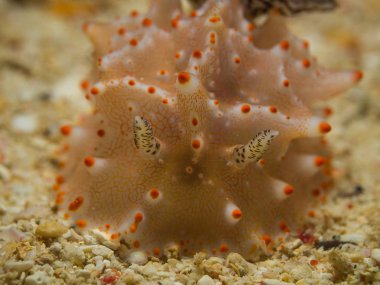 Halgerda batangas Nudibranch, deniz yaratığı