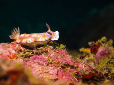 Risbecia pulchella, Nudibranch