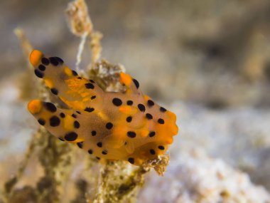 Thecacera sp. Nudibranch, deniz yaratığı
