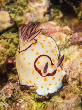 Chromodoris annulata Nudibranch, deniz yaratığı