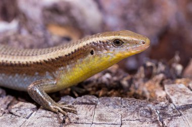 Ortak Bahçe skink