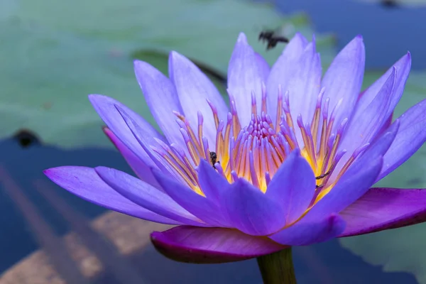 Purple Lotus in the pool — Stock Photo, Image