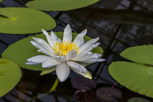 Beautiful Lotus in the pool — Stock Photo, Image