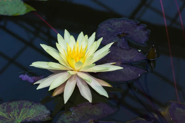 Yellow lotus in the pool — Stock Photo, Image