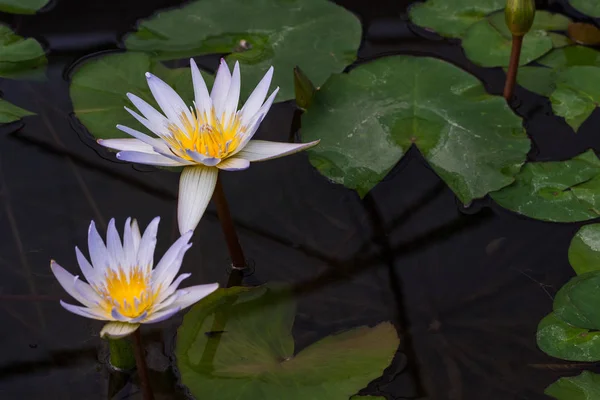 Beautiful Lotus in the pool — Stock Photo, Image