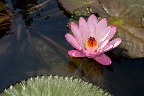 Beautiful Lotus in the pool — Stock Photo, Image