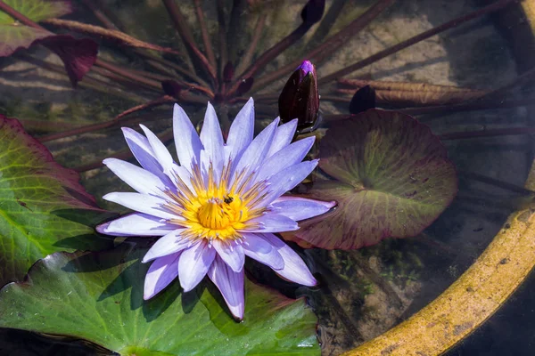 Beautiful Lotus in the pool — Stock Photo, Image