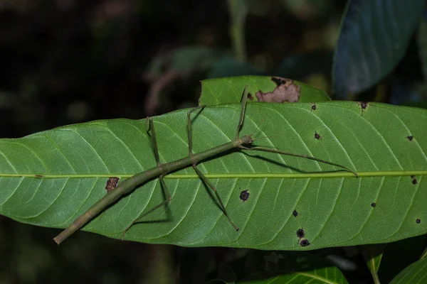 The Stick insect (Phobaeticus) — Stock Photo, Image