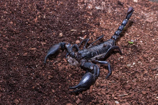 O Escorpião Negro — Fotografia de Stock