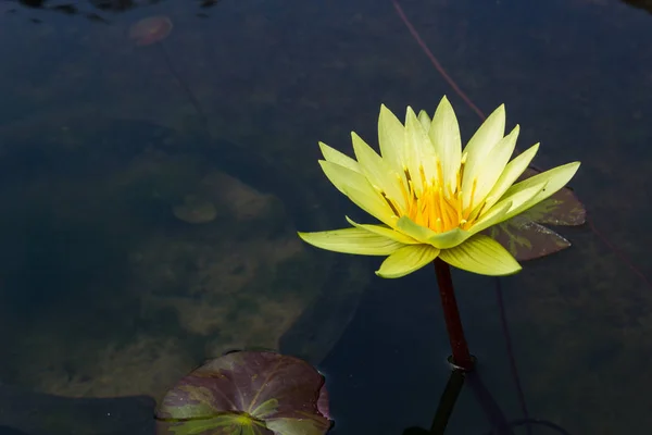 Yellow lotus in the pool — Stock Photo, Image