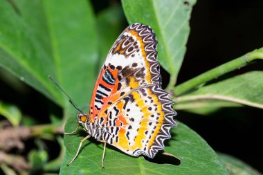 Leopard Lacewingss kelebek