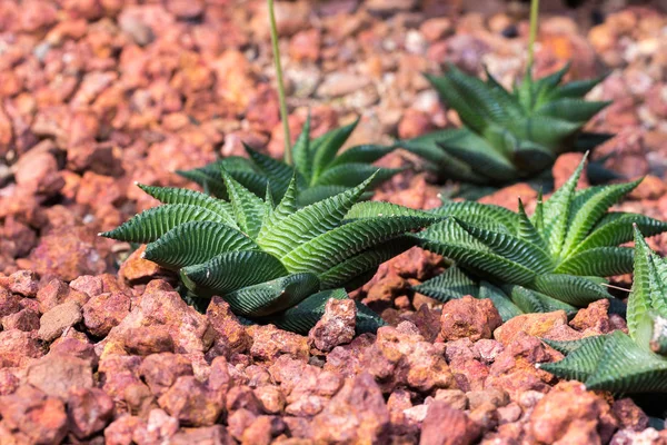 The Cactus plant, desert plant