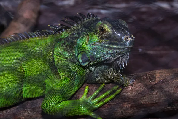 Green iguana in the cage — Stock Photo, Image