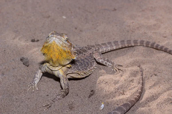 Golden bearded dragon lizard — Stock Photo, Image