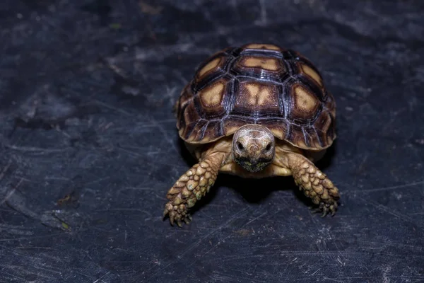 Sulcata baby tartaruga — Foto Stock