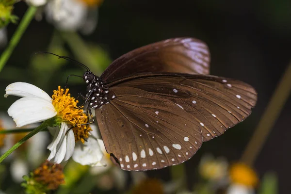 The butterfly (Euploea mulciber) — Stock Photo, Image