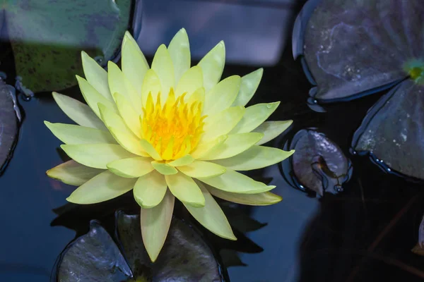 Yellow lotus in the pool — Stock Photo, Image