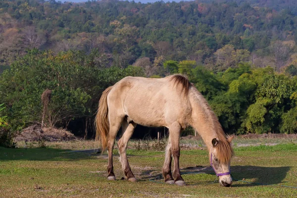 Cavalos no campo — Fotografia de Stock