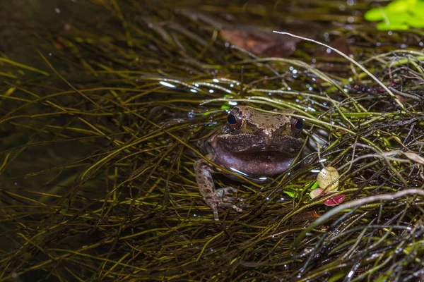 Amphibians, frog in the pool — Stock Photo, Image