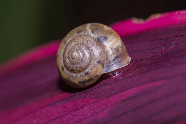 Caracol en la hoja púrpura —  Fotos de Stock